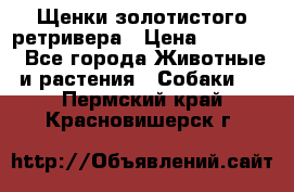 Щенки золотистого ретривера › Цена ­ 15 000 - Все города Животные и растения » Собаки   . Пермский край,Красновишерск г.